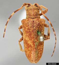  Midamiella santaremensis , holotype specimen; © E.H. Nearns